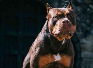 XL Bully Dog Attack on Baby Girl Results in Major Surgery news-20082024-102846