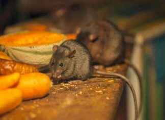 Natural Household Item to Repel Rats and Mice: Effective Pest Control Solution news-23092024-013800