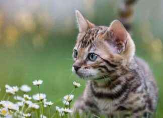 Stricter Pet Breeding Regulations Needed in Stormont news-25092024-173201