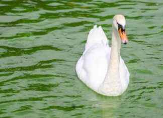 End Date for Unpleasant Taste and Smell in Lough Neagh Water Supply Announced news-26092024-050246