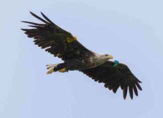White-tailed Eagles Successfully Breed in Northern Ireland After 150 Years news-27092024-171257