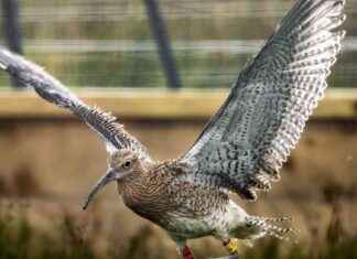 Northern Ireland Curlew Population Shows Remarkable Recovery news-09102024-043614