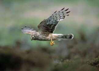 Birds of Prey Kill Report: Northern Ireland’s Scale of Attacks news-23102024-050228