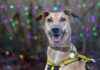 Keeping Your Dog Safe on New Year’s Eve: Tips from NI Dogs Trust keeping-your-dog-safe-on-new-years-eve-tips-from-n-dogs-trust