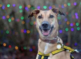 Keeping Your Dog Safe on New Year’s Eve: Tips from NI Dogs Trust keeping-your-dog-safe-on-new-years-eve-tips-from-n-dogs-trust