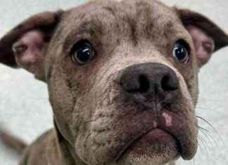 Max the Dog Unlikely to be Released for Christmas: A Heartbreaking Update max-the-dog-unlikely-to-be-released-for-christmas-a-heartbreaking-update