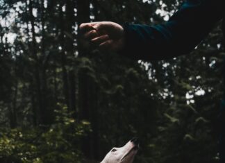 Serc Lisburn: Discover The Ultimate Training Opportunities Near You