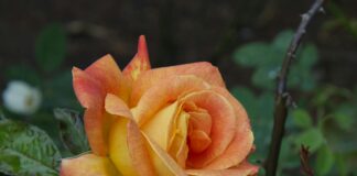 Dobbies Garden Centre Lisburn Northern Ireland: Discover Hidden Gems