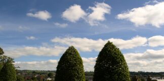 Dobbies Lisburn Secrets: Why Gardeners Can’t Stop Talking About It