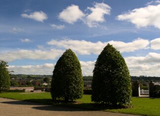 Dobbies Lisburn Secrets: Why Gardeners Can’t Stop Talking About It