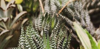 Grosvenor Tropicals Lisburn: Discover Exotic Plants That Thrive
