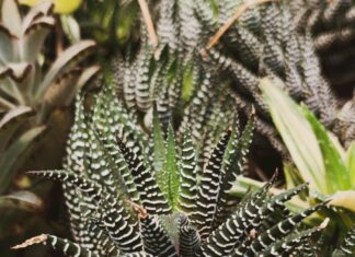 Grosvenor Tropicals Lisburn: Discover Exotic Plants That Thrive