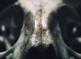 Bobby Morrison Death Notices Lisburn: Shocking Details Revealed