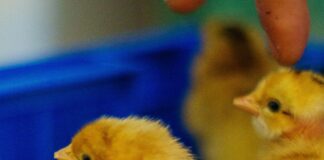 Slim Chickens Lisburn: Discover Irresistible Flavours Near You!