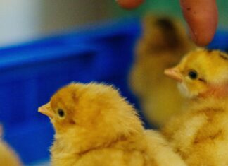 Slim Chickens Lisburn: Discover Irresistible Flavours Near You!