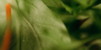 Greens Of Lisburn: Discover The Hidden Natural Gems Nearby