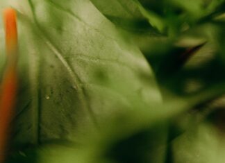 Greens Of Lisburn: Discover The Hidden Natural Gems Nearby