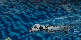Lisburn Pool Secrets Revealed: Why It’s A Must-Visit Spot