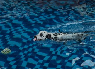 Lisburn Pool Secrets Revealed: Why It’s A Must-Visit Spot