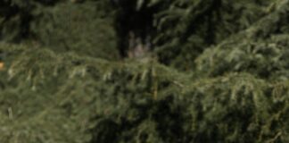 Dobbies Garden World Lisburn: Discover Incredible Deals & Tips!