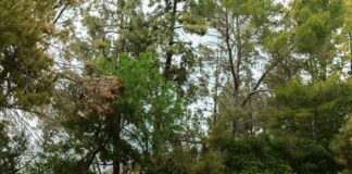 Lisburn Habitat Restore: How Can You Transform Local Wildlife Today?