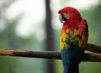 Little Wing Lisburn: Discover Why Everyone Is Talking About It Today