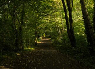 Gyms In Lisburn Northern Ireland: Discover Top Fitness Spots Today