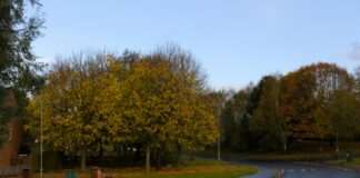 Dominos Lisburn Road: Why Locals Can’t Get Enough of It