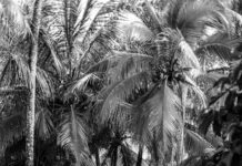 Del Toro Lisburn: Why This Hidden Gem Is A Must-Visit Spot