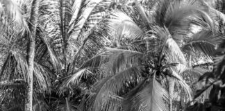 Del Toro Lisburn: Why This Hidden Gem Is A Must-Visit Spot