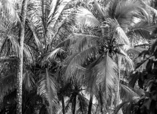 Del Toro Lisburn: Why This Hidden Gem Is A Must-Visit Spot