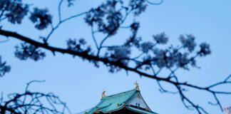 Lisburn Castle Gardens: Discover Stunning Beauty and Hidden Secrets