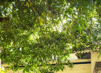 B&B Lisburn: Discover Charming Stays and Hidden Local Gems