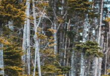 Lisburn And Castlereagh Council Bins: Ultimate Guide To Efficient Waste Management