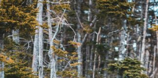 Lisburn And Castlereagh Council Bins: Ultimate Guide To Efficient Waste Management