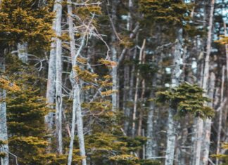 Lisburn And Castlereagh Council Bins: Ultimate Guide To Efficient Waste Management