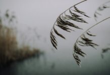 Reeds Rains Lisburn: Why Locals Trust This Leading Estate Agent