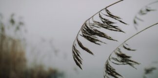 Reeds Rains Lisburn: Why Locals Trust This Leading Estate Agent