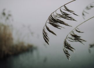 Reeds Rains Lisburn: Why Locals Trust This Leading Estate Agent