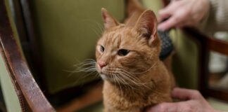 Vets For Pets Lisburn: Discover Top Care Tips For Your Beloved Pets