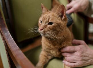 Vets For Pets Lisburn: Discover Top Care Tips For Your Beloved Pets