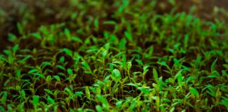 Seed Lisburn Road: Discover The Secret To Thriving Garden Success