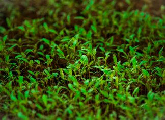 Seed Lisburn Road: Discover The Secret To Thriving Garden Success